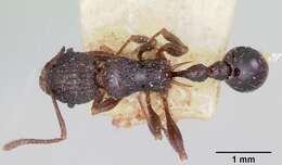 Image of Tetramorium tosii Emery 1899