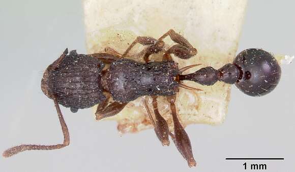 Image de Tetramorium tosii Emery 1899