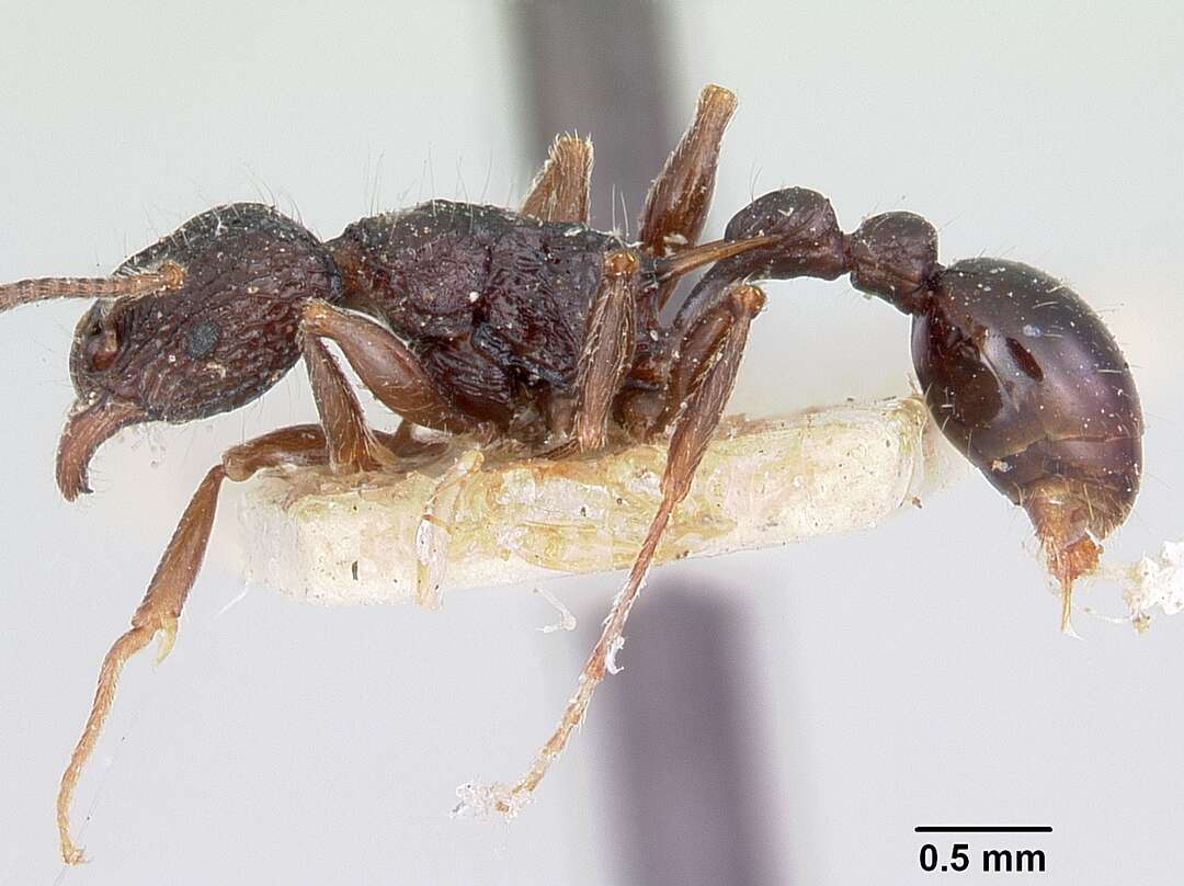 Image of Tetramorium tosii Emery 1899