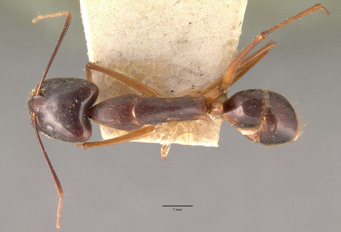 Image of Camponotus dufouri Forel 1891