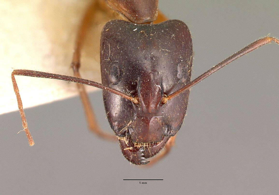 Image of Camponotus dufouri Forel 1891