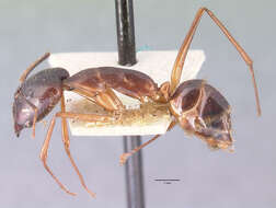 Image of Camponotus dufouri Forel 1891