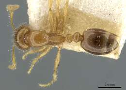 Image of Erromyrma latinodis