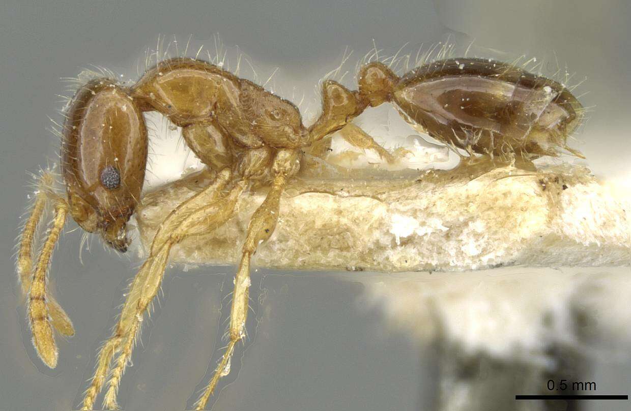 Image of Erromyrma latinodis