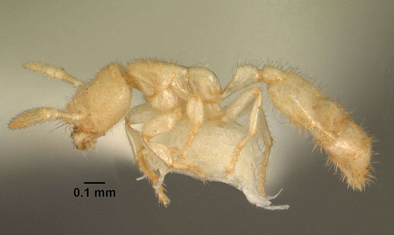 Image de Anillomyrma tridens Bolton 1987