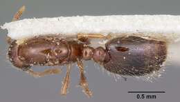 Solenopsis seychellensis Forel 1909 resmi