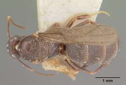 Image of Nylanderia bourbonica