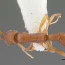 Image of Probolomyrmex procne Brown 1975