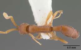 Image of Probolomyrmex procne Brown 1975