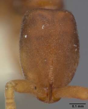 Image of Probolomyrmex procne Brown 1975