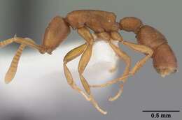 Image of Probolomyrmex procne Brown 1975