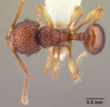 Image of Acanthomyrmex crassispinus Wheeler 1930
