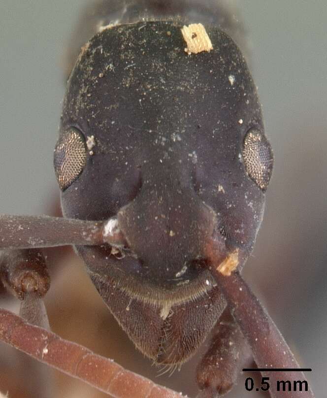 Image of Platythyrea bicuspis Emery 1899