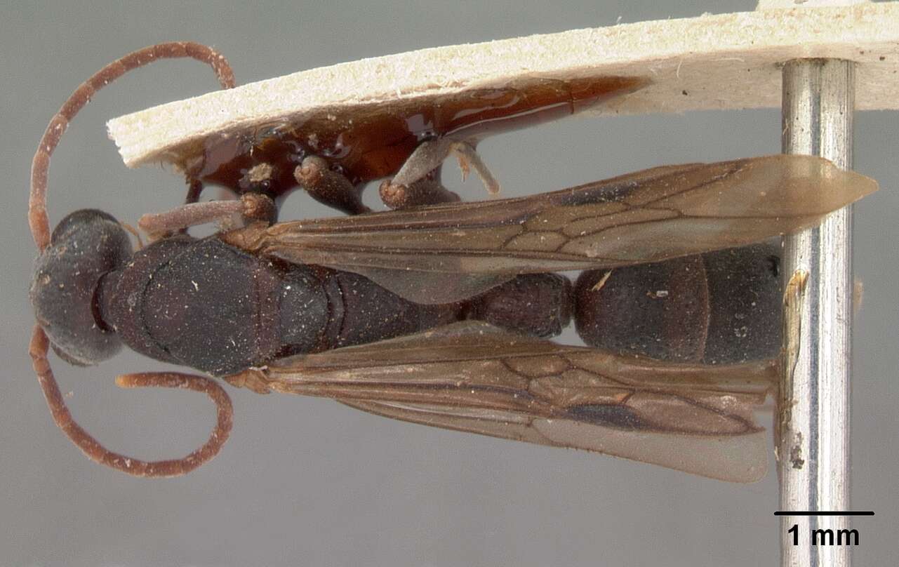 Image of Platythyrea bicuspis Emery 1899