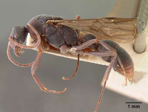 Platythyrea bicuspis Emery 1899 resmi