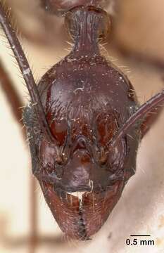 Image of Aphaenogaster gonacantha (Emery 1899)