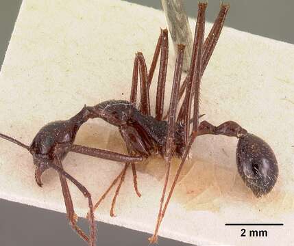 Image of Aphaenogaster gonacantha (Emery 1899)