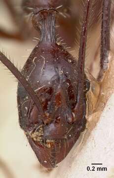 Image of Aphaenogaster gonacantha (Emery 1899)