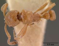 Image of Ant