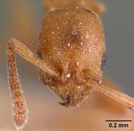 Image of Ant