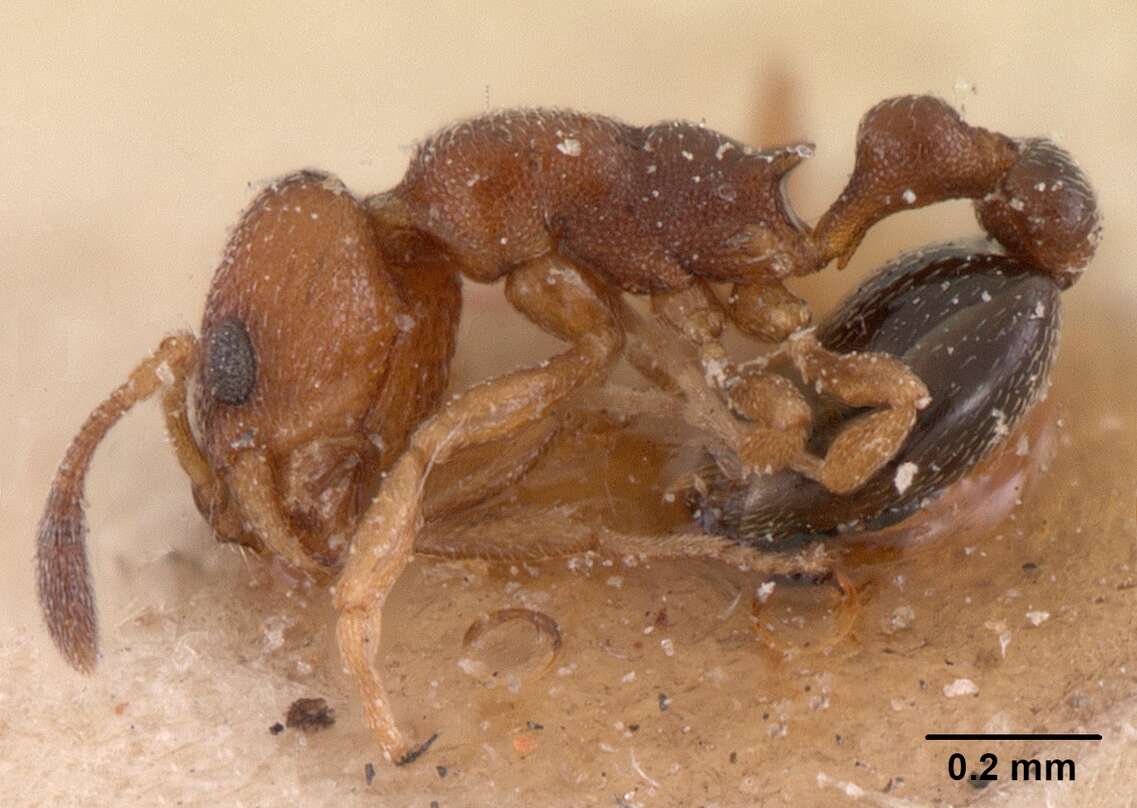 Image of Ant