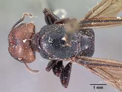 Image of Atopomyrmex cryptoceroides Emery 1892