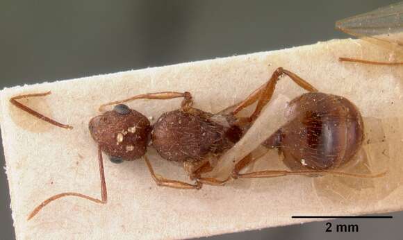 Pheidole oculata (Emery 1899) resmi