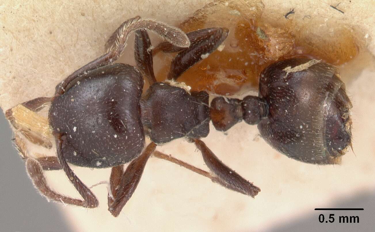 Image of Crematogaster lobata Emery 1895