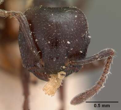 Image of Crematogaster lobata Emery 1895