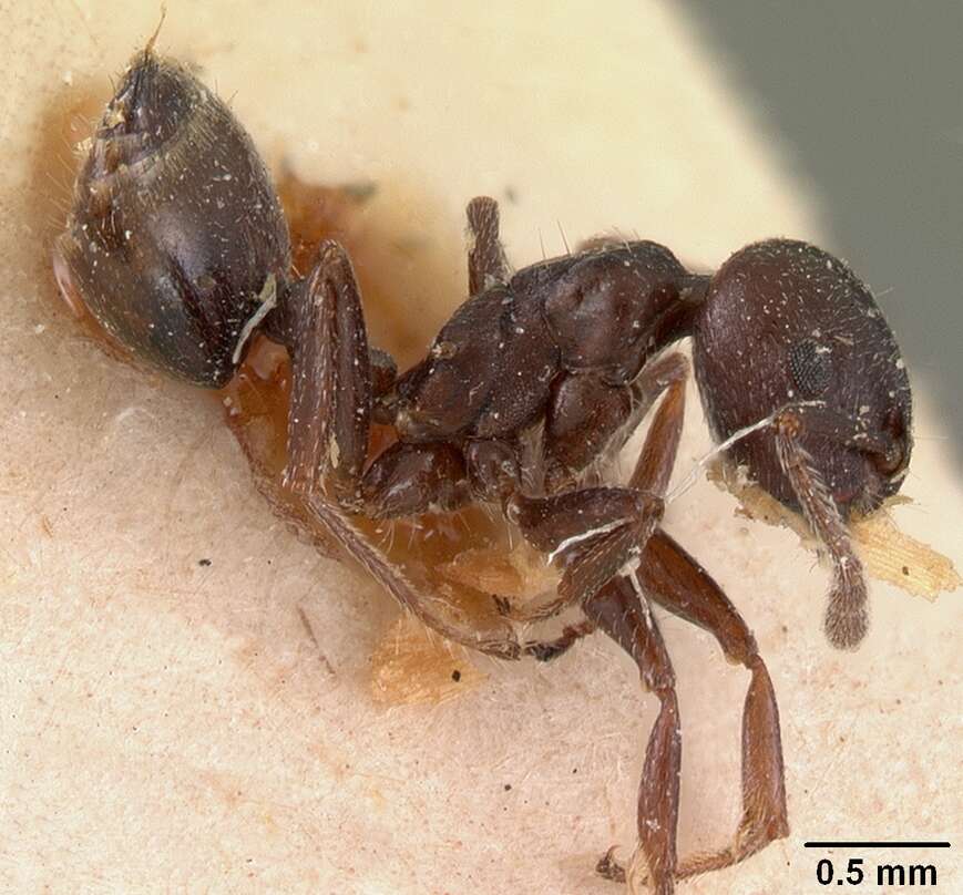 Image of Crematogaster lobata Emery 1895