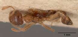 Crematogaster kelleri Forel 1891 resmi