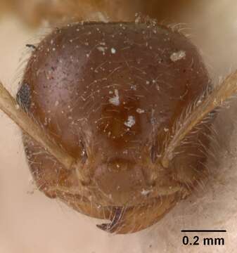 Crematogaster kelleri Forel 1891 resmi