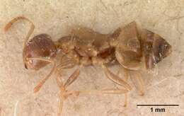 Crematogaster kelleri Forel 1891 resmi