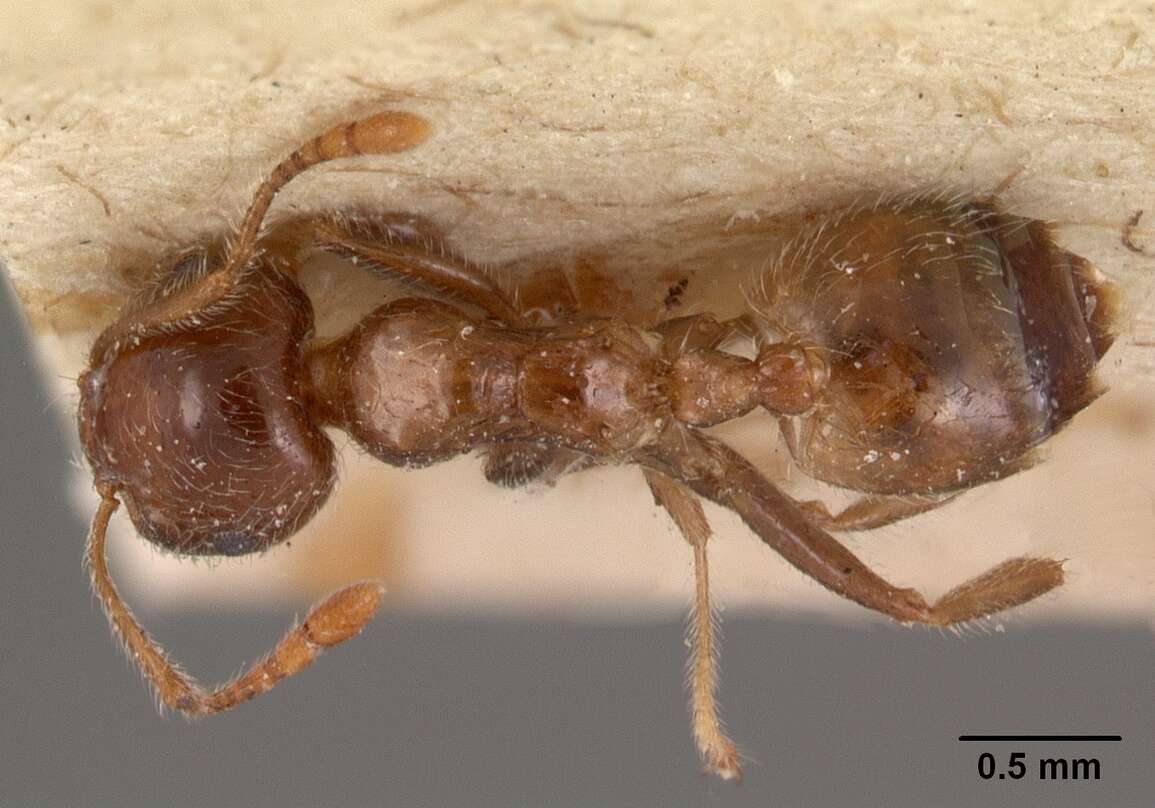 Crematogaster kelleri Forel 1891 resmi