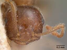 Crematogaster kelleri Forel 1891 resmi