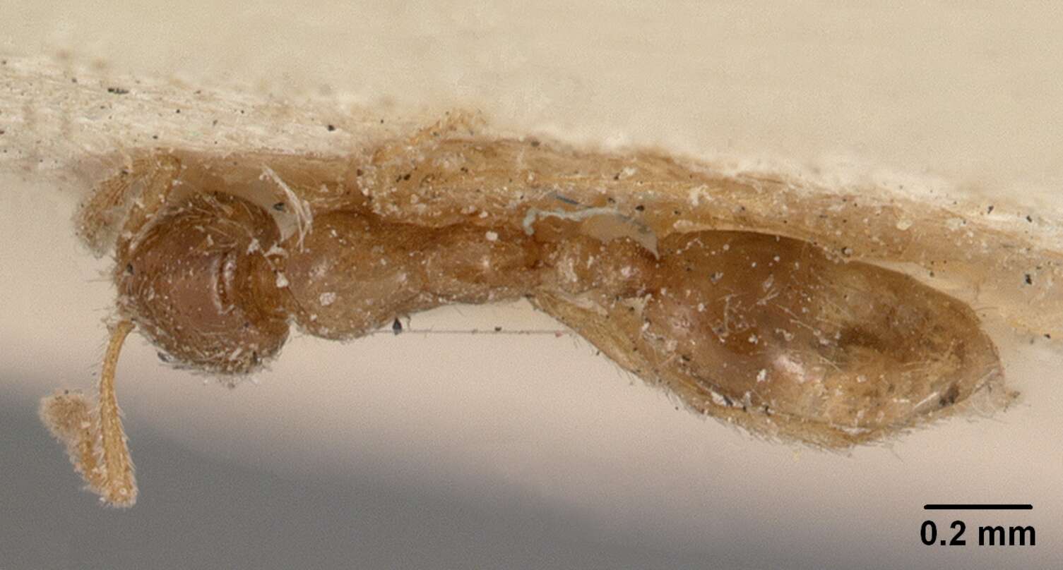 Syllophopsis sechellensis resmi