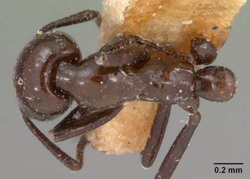 Image of Monomorium noualhieri (Emery 1915)