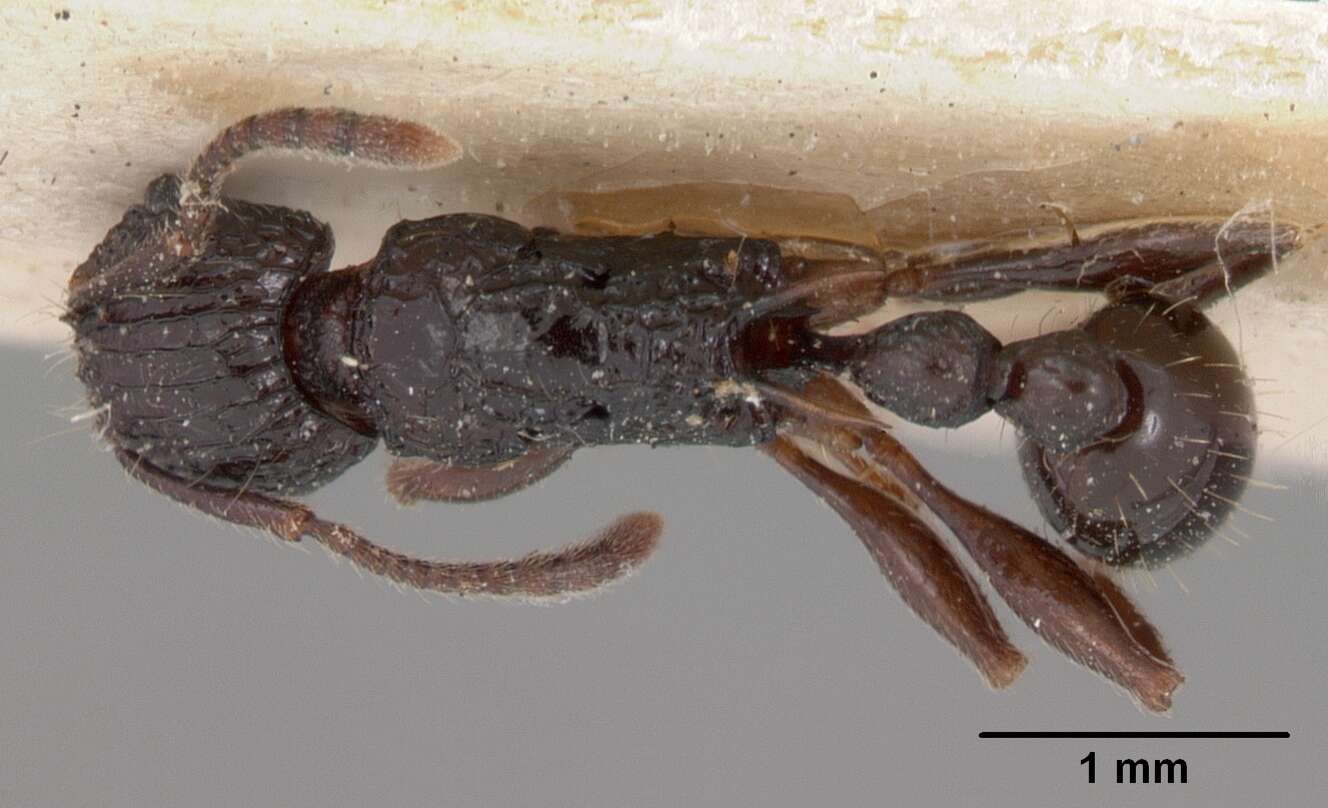 Image of Tetramorium tosii Emery 1899