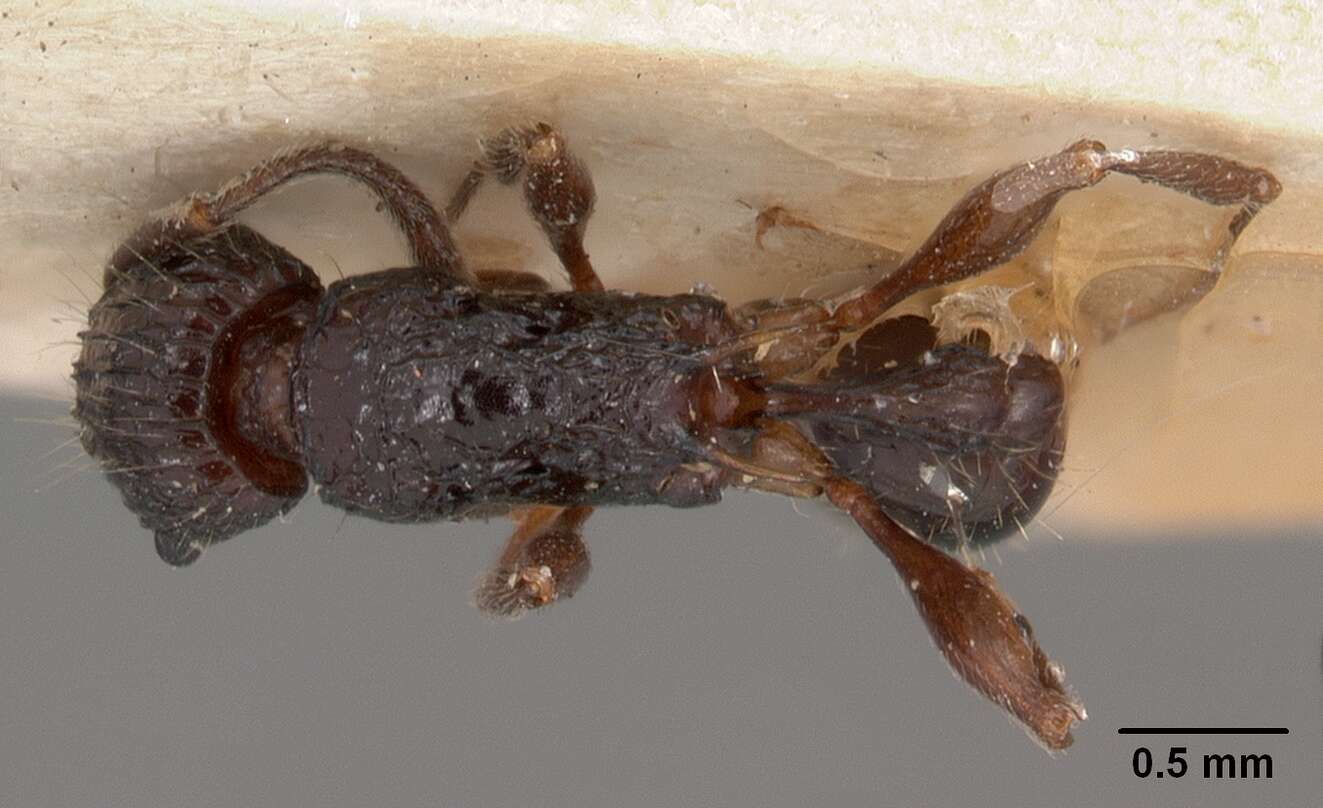 Image of Tetramorium tosii Emery 1899