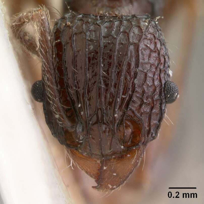 Image of Tetramorium tosii Emery 1899