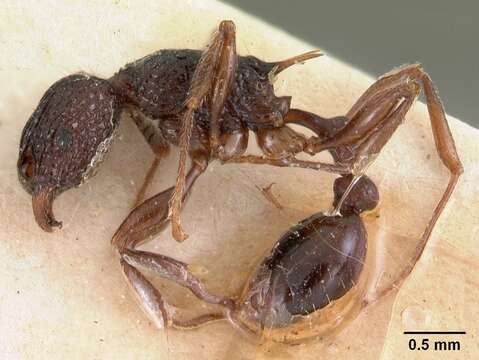 Image of Tetramorium tosii Emery 1899