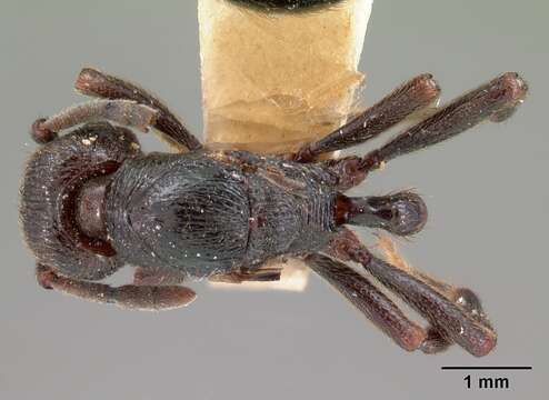 Image of Eutetramorium monticellii Emery 1899