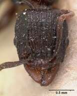 Image of Tetramorium severini (Emery 1895)