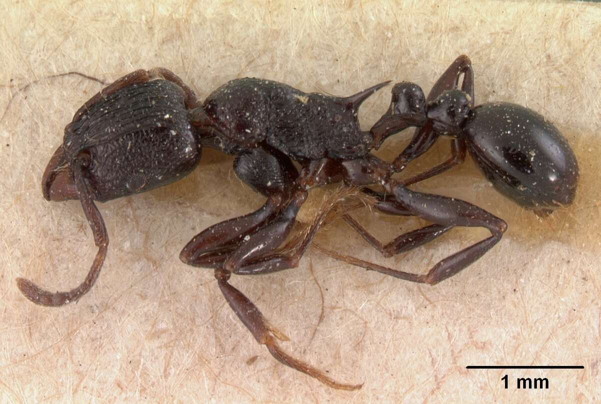 Image of Tetramorium severini (Emery 1895)