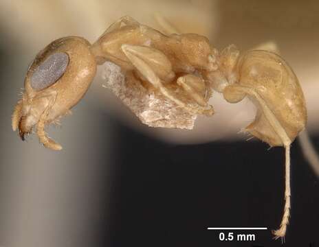 Image of Gesomyrmex