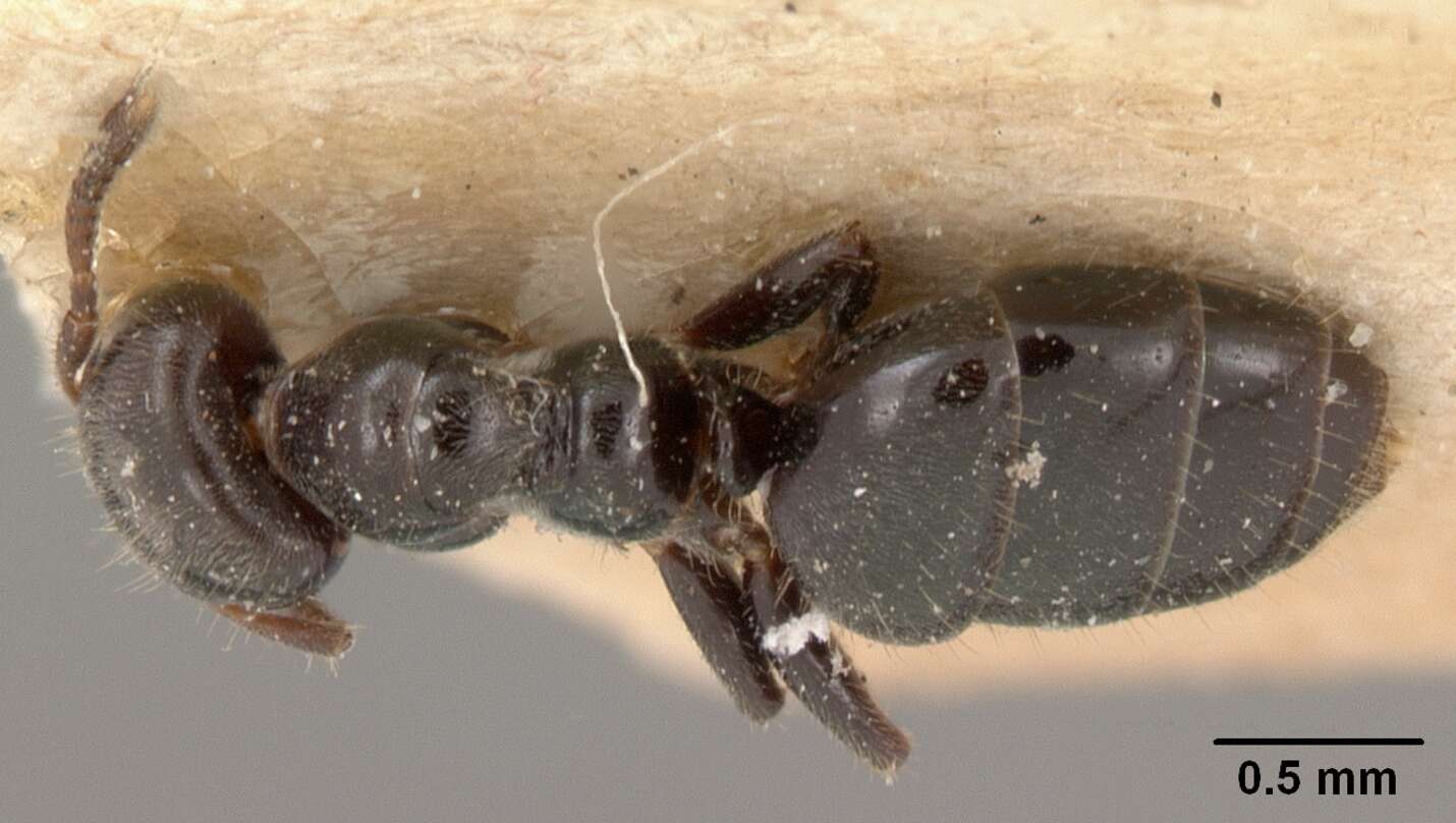 Image of Aphomomyrmex