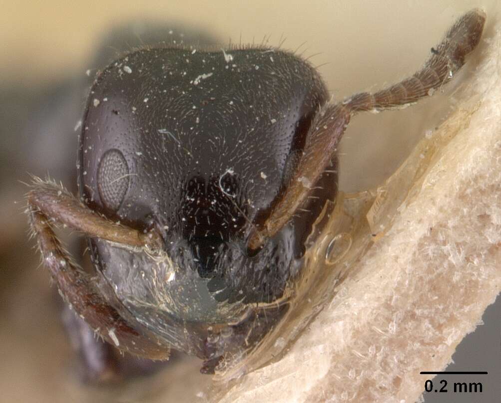 Image of Aphomomyrmex