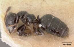 Image of Aphomomyrmex