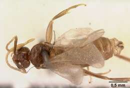 صورة Tapinolepis tumidula