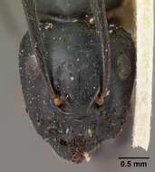 Imagem de Camponotus mocquerysi Emery 1899